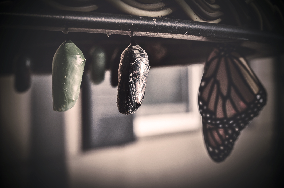 Chrysalis meaning