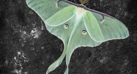 kal_actias_small kal_actias_small